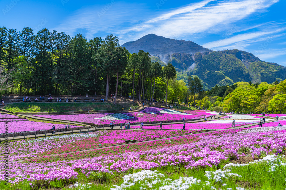 日本の春 埼玉県秩父 羊山公園の芝桜と武甲山の風景 Stock 写真 Adobe Stock 日本の春 埼玉県秩父 羊山公園の芝桜と武甲山の風景 Stock 写真 Adobe Stock
