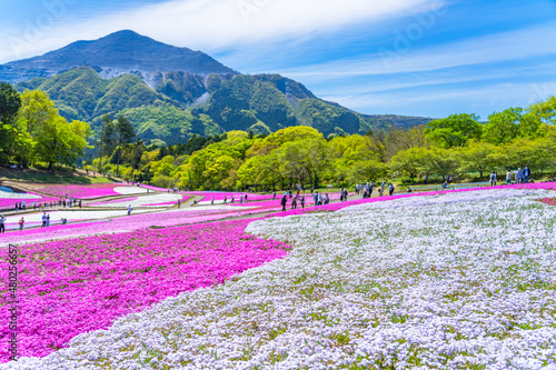 日本の春 埼玉県秩父 羊山公園の芝桜と武甲山の風景