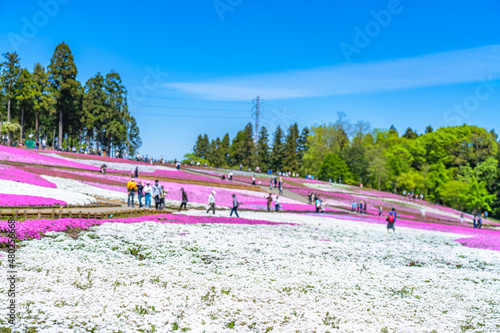 日本の春 埼玉県秩父 羊山公園の芝桜