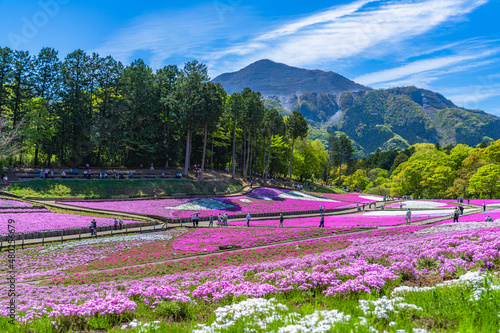 日本の春 埼玉県秩父 羊山公園の芝桜と武甲山の風景