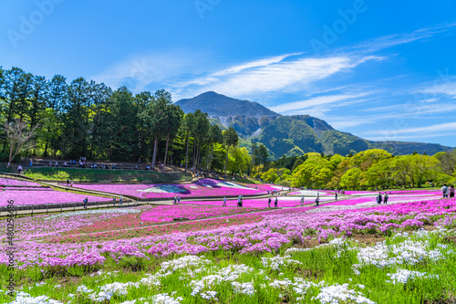 日本の春 埼玉県秩父 羊山公園の芝桜と武甲山の風景