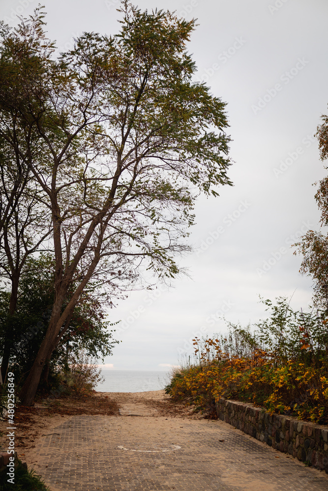 Obraz premium Beautiful autumn by the Baltic sea falling orange leaves