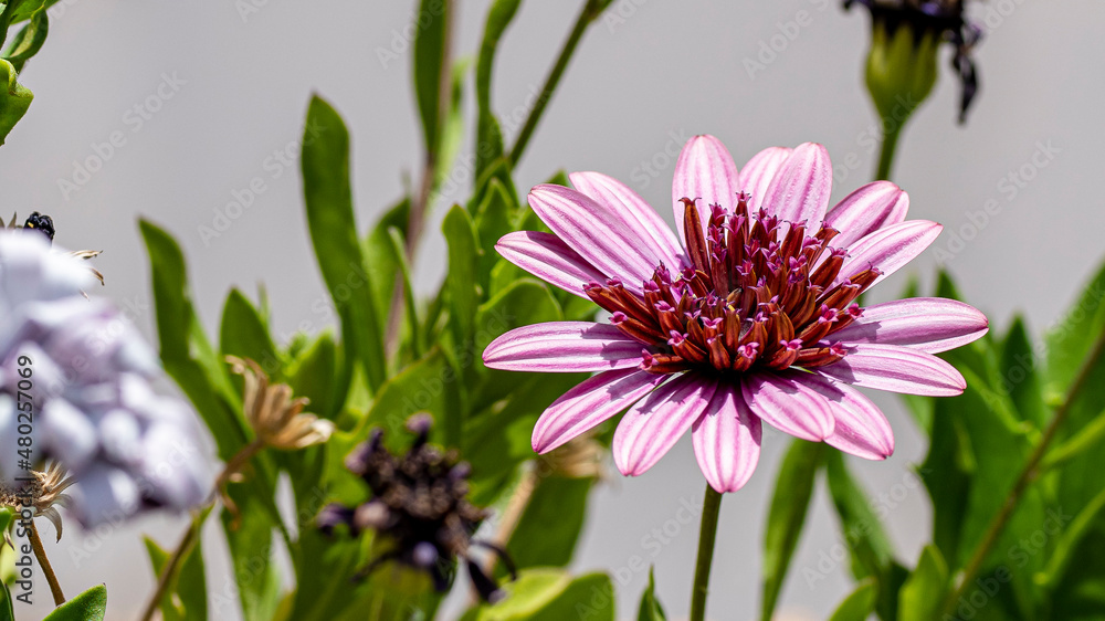 Fototapeta premium Flower