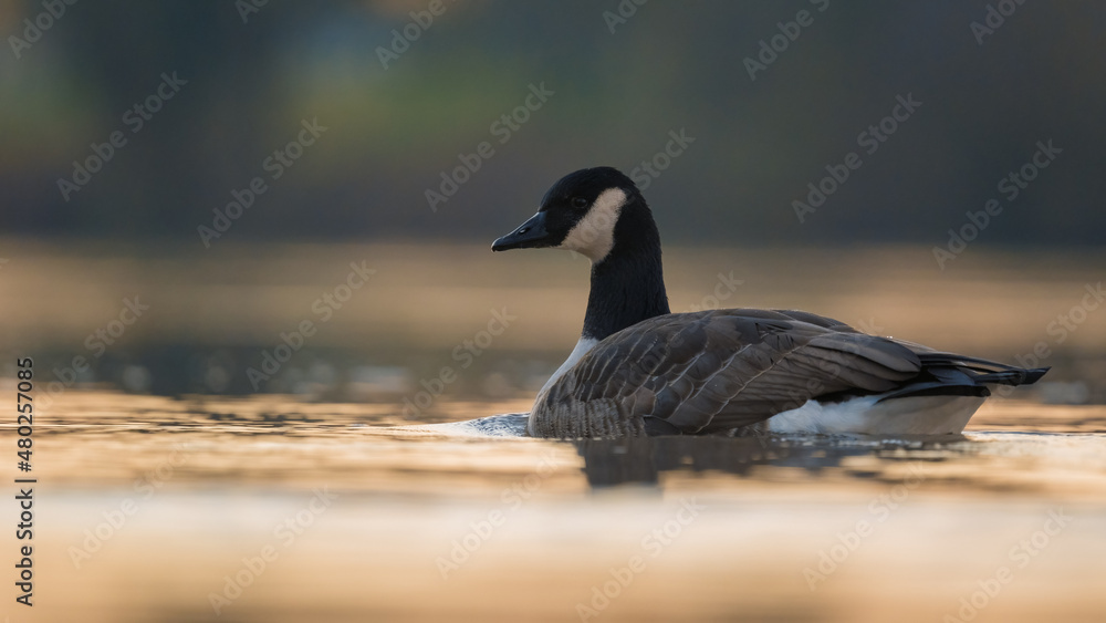 Kanadagans (Branta canadensis) auf einem Fluss Kanadagans (Branta canadensis) auf einem Fluss