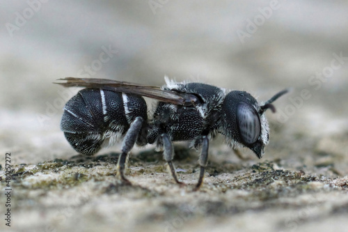 Closeup of a female small resin bee, Heriades crenulatus in the Gard , France photo