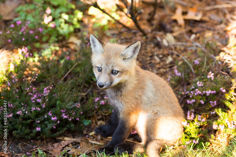 Adorable six-week old red fox cub with grey-blue eyes sitting in dappled light with dreamy 