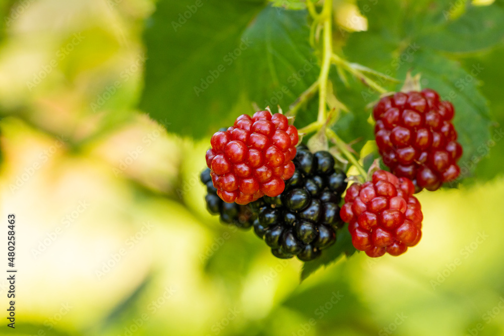 Delicious blackberries ripen on the bush Delicious blackberries ripen on the bush