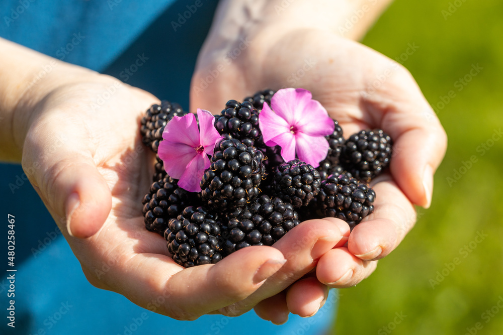 The girl shows two handfuls of freshly picked ripe blackberries in the garden, Eating healthy without chemicals and spraying The girl shows two handfuls of freshly picked ripe blackberries in the garden, Eating healthy without chemicals and spraying