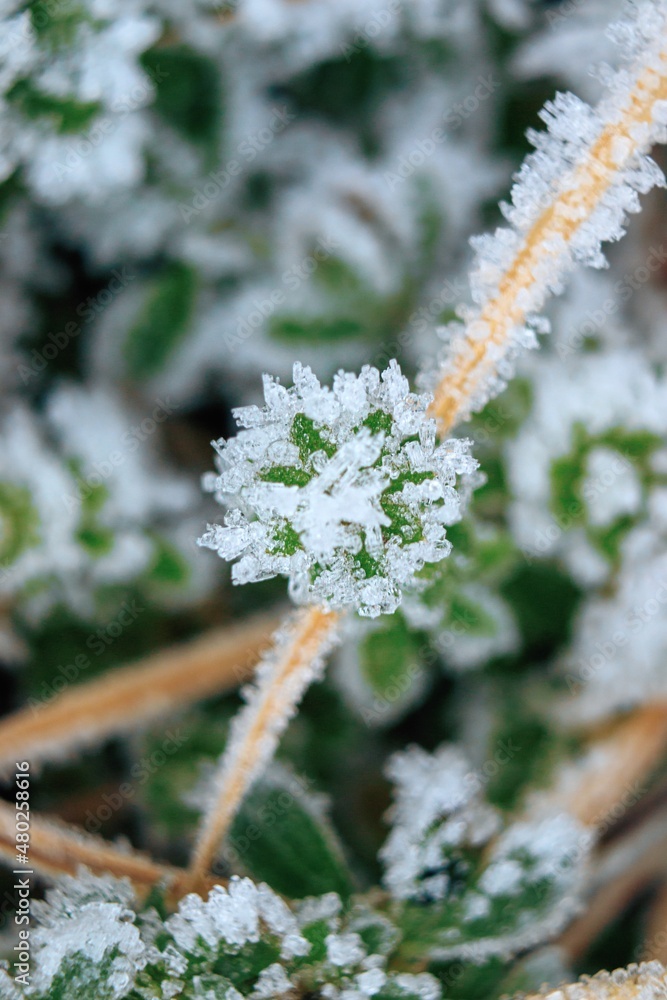 blade of grass covered with ice crystals blade of grass covered with ice crystals