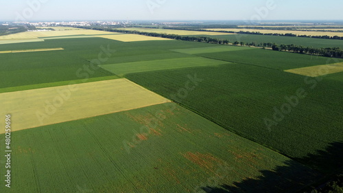 Aerial drone view flight over different agricultural fields sown with various rural agricultural cultures. Top view farmland and plantations. Landscape fields agro-industrial culture. Countryside