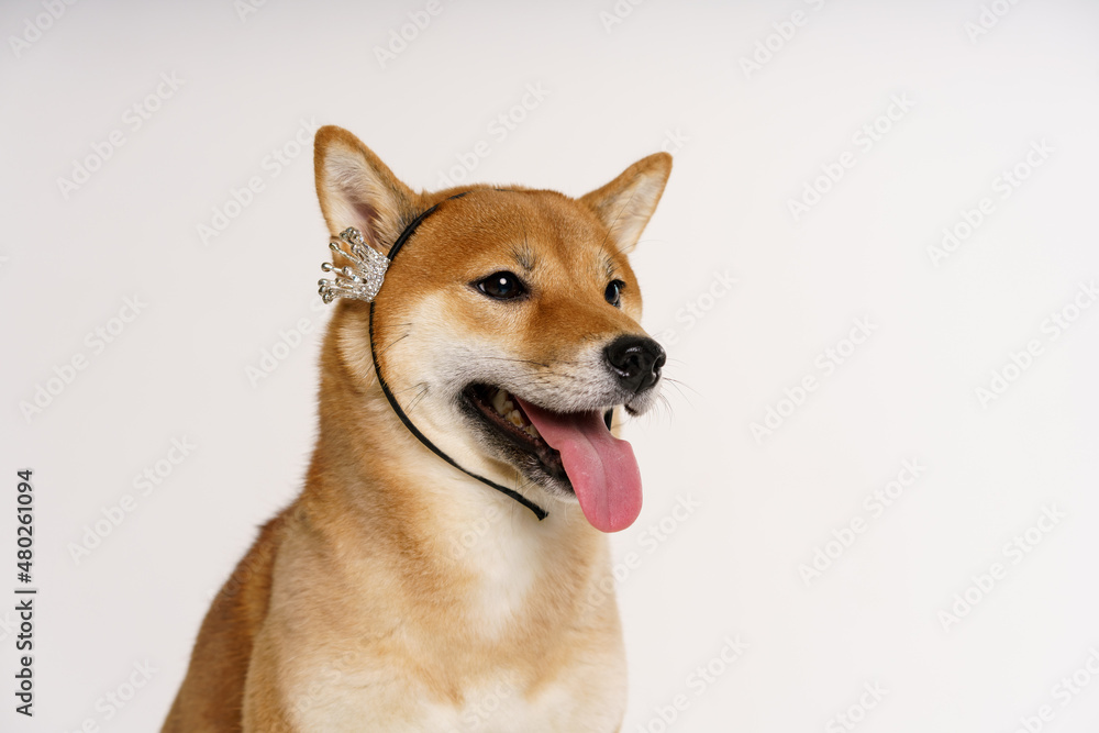 Pet lover concept. Japanese dog on a light background with a crown on his head posing happy. Shiba inu is a japanese dog known all over the world.
