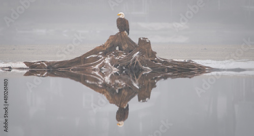 An American Bald Eagle perched on a log with reflection.  © Thomas