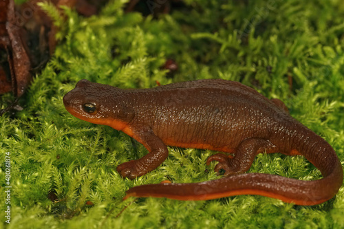 Closeup on an adult brown gravid female Rough skinned newt, Taricha granulosa sitting on moss