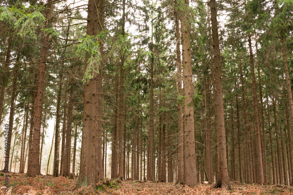 Obraz premium trees in winter in a german forest
