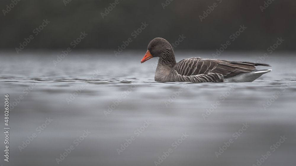 Graugans (Anser anser) in einem Fluss im Nebel Graugans (Anser anser) in einem Fluss im Nebel