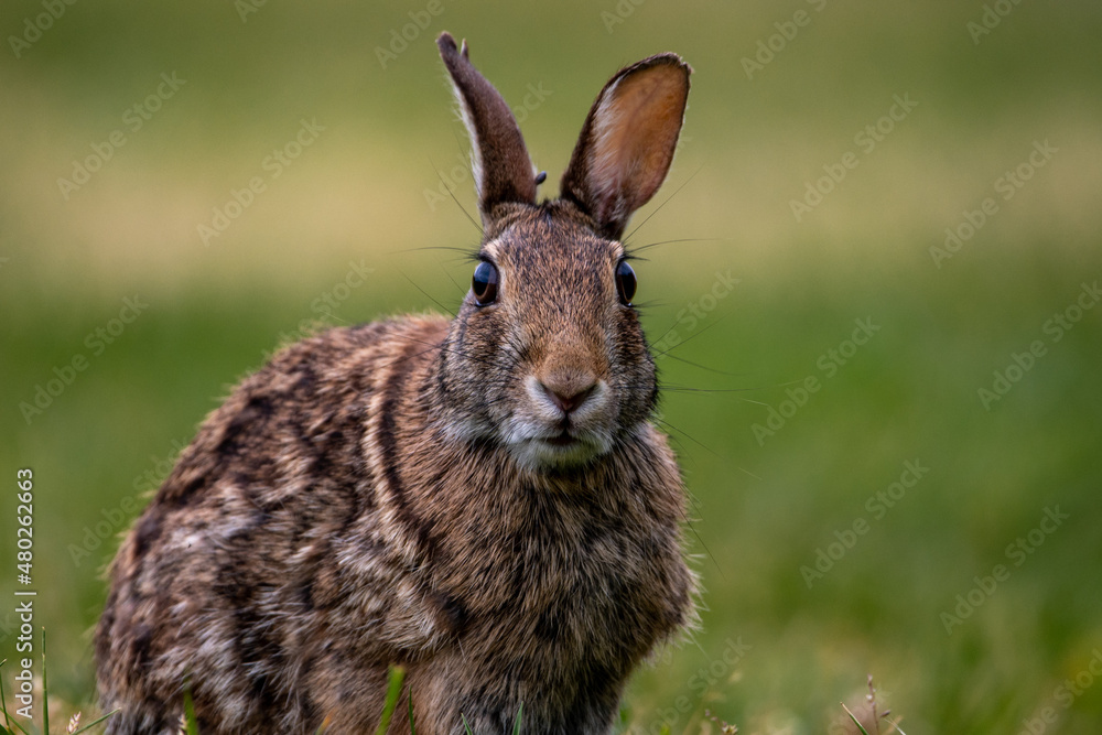 A rabbit in a meadow looking at the camera A rabbit in a meadow looking at the camera