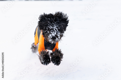 A black labradoodle dog in an orange protector cover is running and jumping in fresh white powder snow