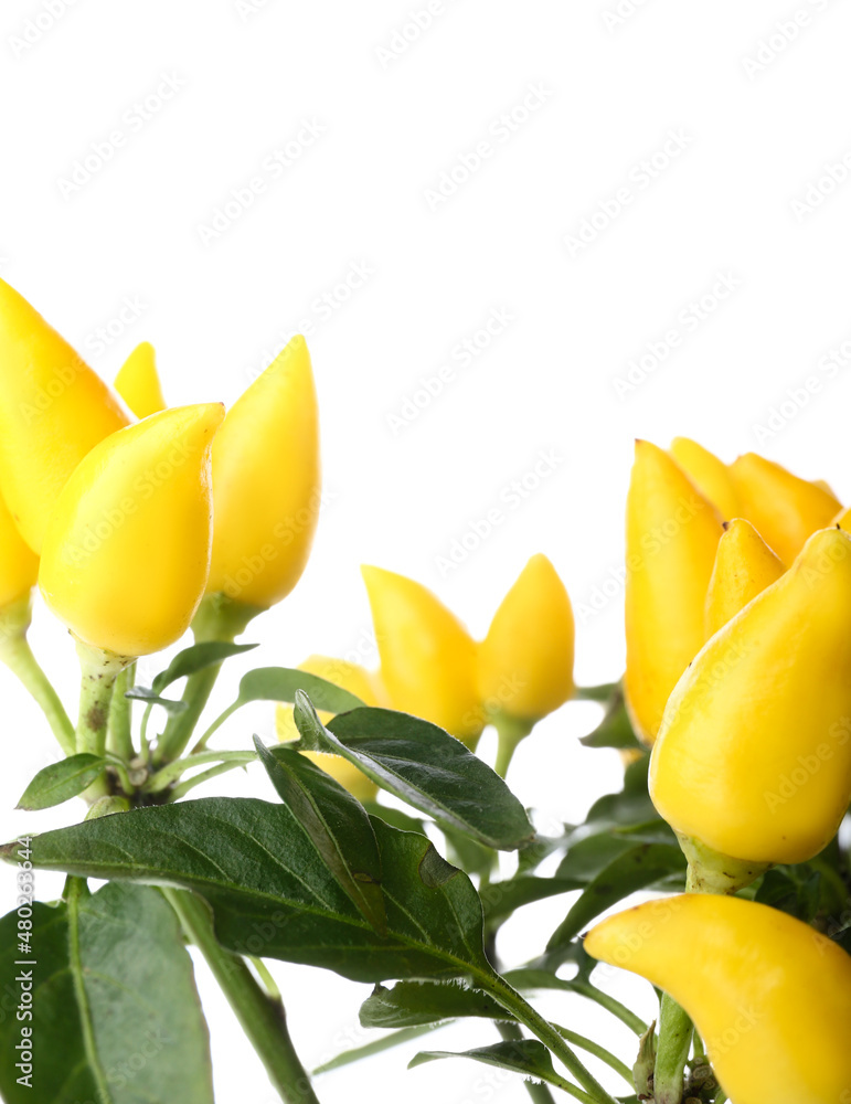 Yellow peppers on bush against white background, closeup Yellow peppers on bush against white background, closeup