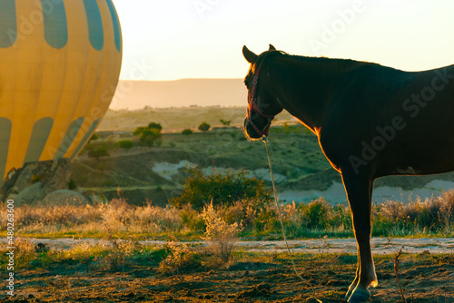 Horse looking on Hot air ballooning in Cappadocia, Turkey