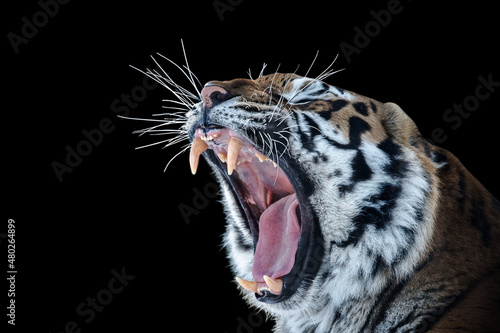 Roaring tiger. The tiger is furious. The fury of the tiger.