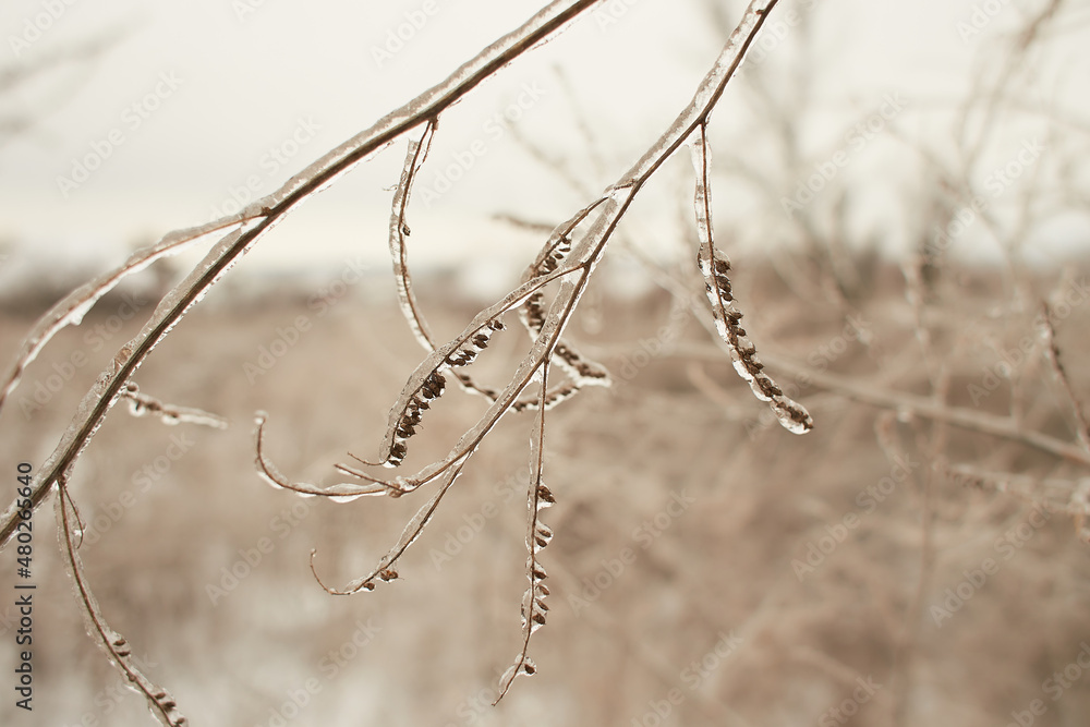 Branches of a deciduous grass, bushes covered with ice crust after freezing rain, fragment, background Branches of a deciduous grass, bushes covered with ice crust after freezing rain, fragment, background