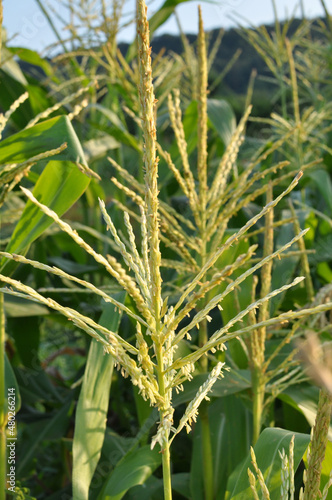 Panicle of corn blooms in a field