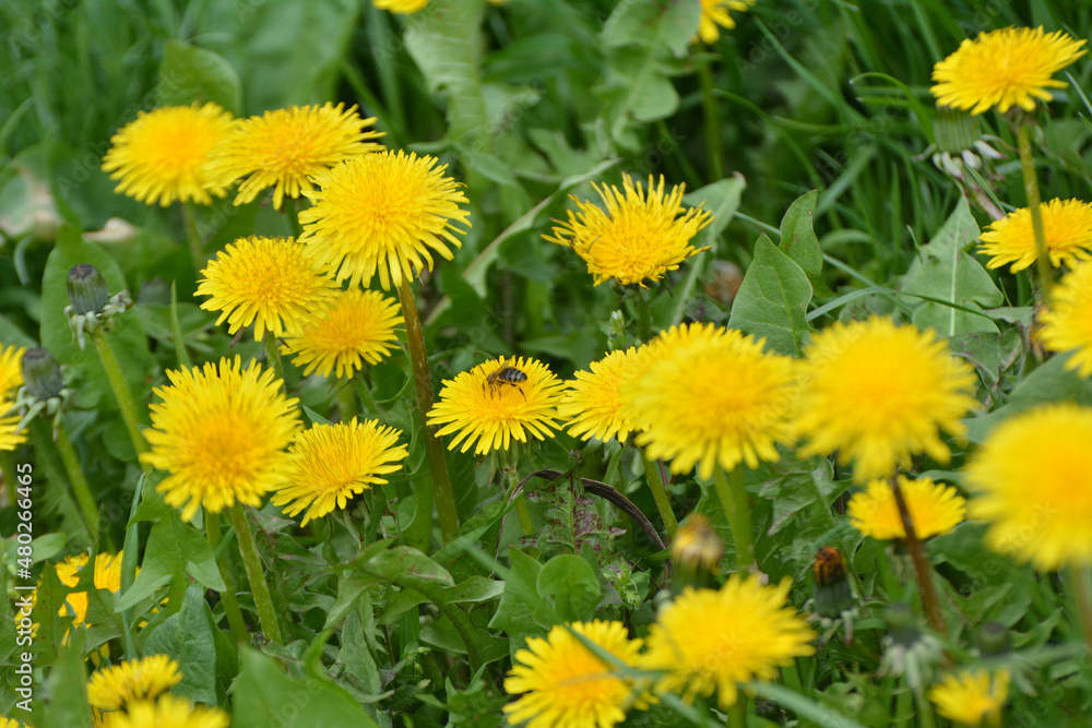 Dandelion (Taraxacum officinale) grows in nature in spring Dandelion (Taraxacum officinale) grows in nature in spring