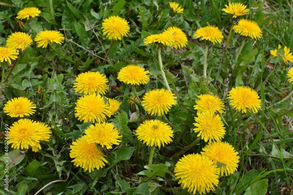 Dandelion (Taraxacum officinale) grows in nature in spring Dandelion (Taraxacum officinale) grows in nature in spring