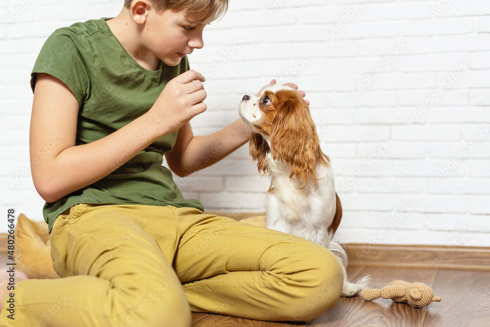 Kid with dog indoor. Teen boy is training her puppy at home. Happy boy playing hugging his funny pet puppy dog domestic animals. Best friend and pet. Lovely dog. selective focus Kid with dog indoor. Teen boy is training her puppy at home. Happy boy playing hugging his funny pet puppy dog domestic animals. Best friend and pet. Lovely dog. selective focus