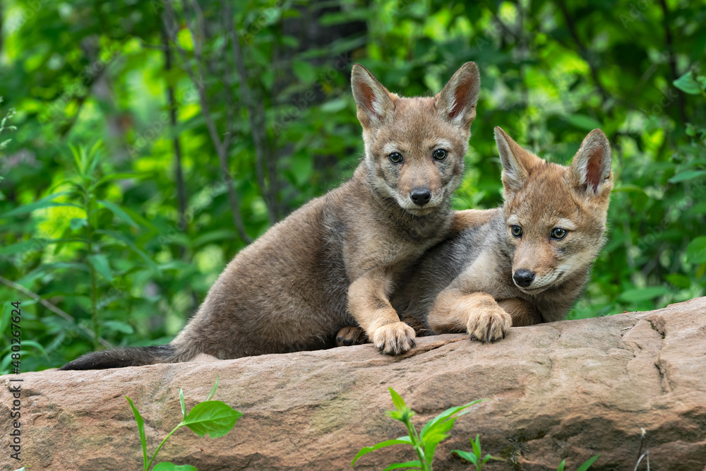 Obraz premium Coyote Pups (Canis latrans) Lie on Rock One Paw Out by Both Summer