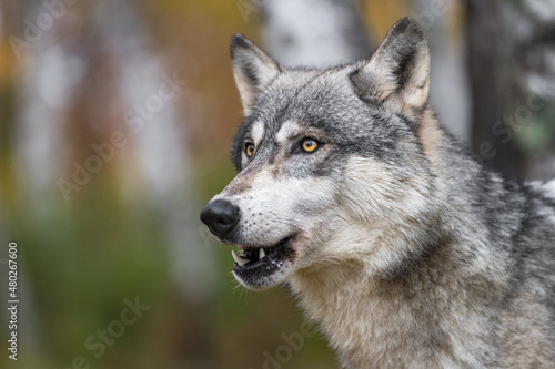 Grey Wolf  Canis lupus  Looks Up Mouth Open Autumn