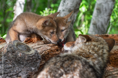 Coyote Pups (Canis latrans) and Adult Share Piece of Meat Summer
