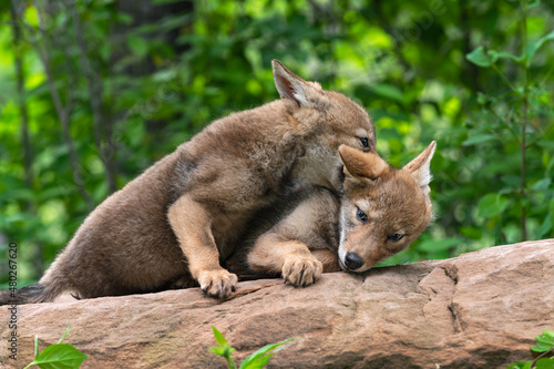 Coyote Pup (Canis latrans) Playfully Bites at Sibling Summer