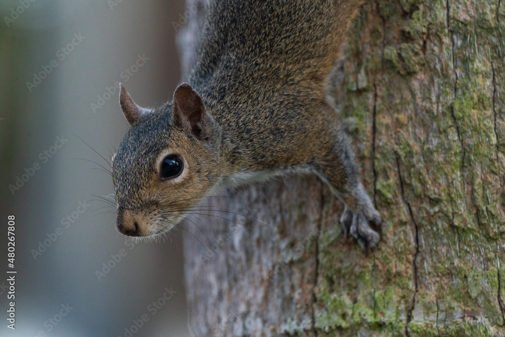 The grey squirrel (Sciurus carolinensis)