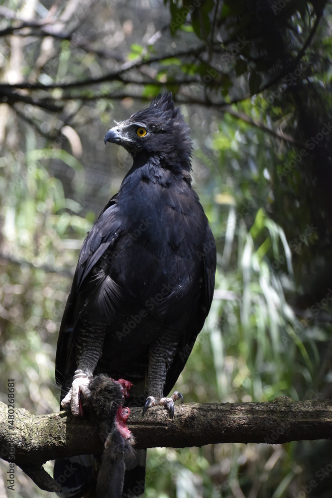 Obraz premium Spizaetus tyrannus, aguila iguanera en habitad natural