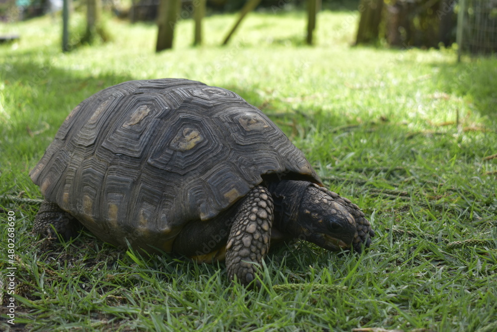 Chelonoidis carbonaria, tortuga mocorroy en habitad natural en el cesped Chelonoidis carbonaria, tortuga mocorroy en habitad natural en el cesped