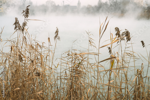 On the shore of the lake dry reeds in autumn foggy weather.