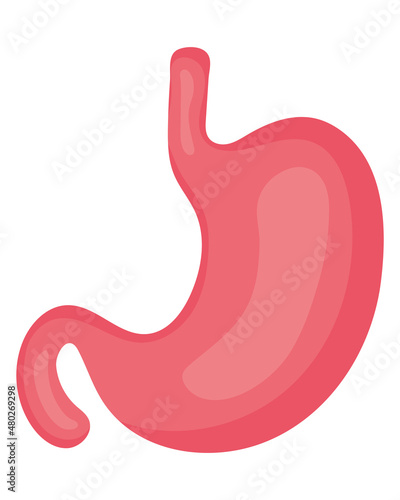 stomach organ icon