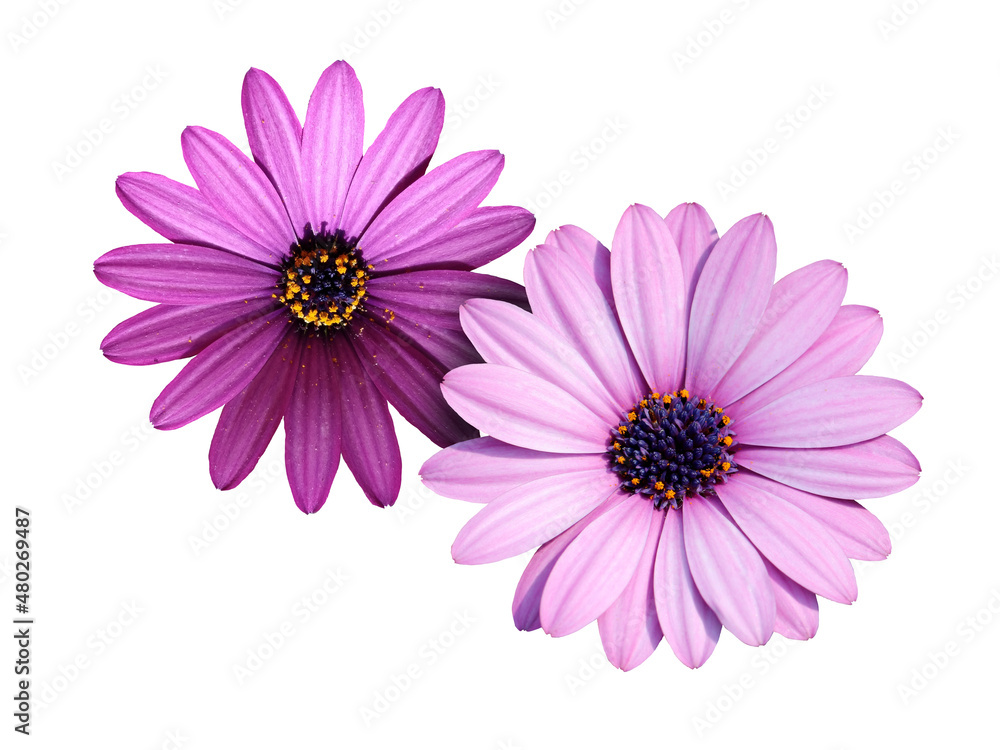 African Daisy Osteospermum Soprano Purple flower, a bushy, evergreen, tender, perennial with a rich lavender purple colour adorned with sapphire blue eyes. African Daisy Osteospermum Soprano Purple flower, a bushy, evergreen, tender, perennial with a rich lavender purple colour adorned with sapphire blue eyes.