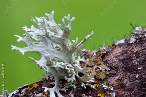 Green Lichen Parmeliaceae 07 photo