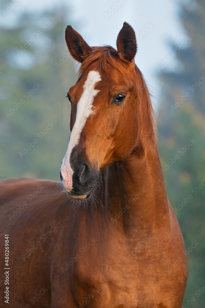 Portrait of Trakehner breed horse in a foggy morning Portrait of Trakehner breed horse in a foggy morning
