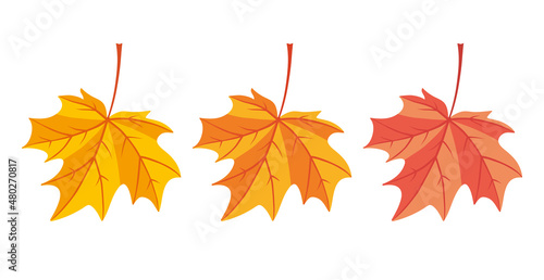 Yellow and red autumn maple leaf isolated flat vector set.