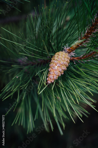 Natural background. Close-up of pine needles and a cone.