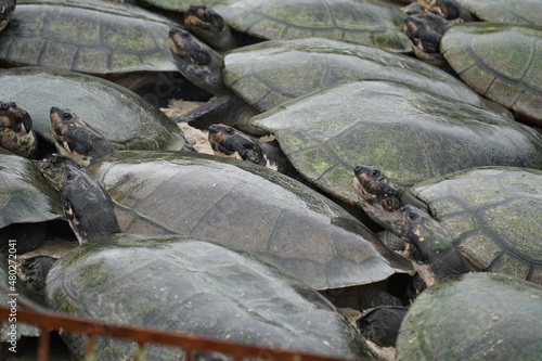 Arrau turtles (podocnemis expansa), giant Amazon river tortoise, the largest of the side-necked tortoises (Pleurodira). Here many farmed animals waiting to be eaten in a restaurant. Manaus, Brasil. photo