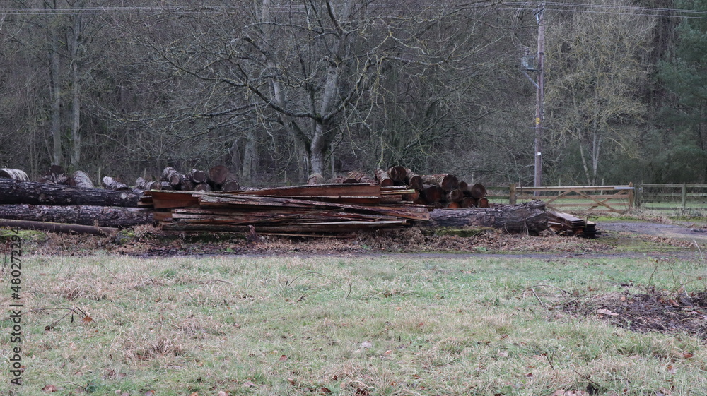 Lots of logs and trees near an old sawmill Lots of logs and trees near an old sawmill