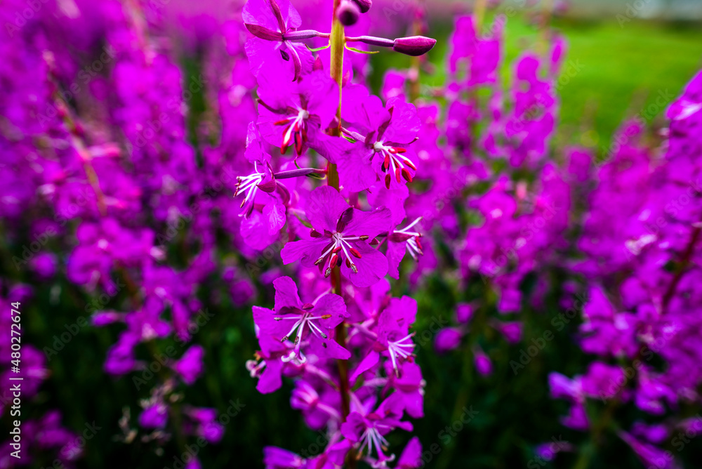 Fototapeta premium 2021 08 16 Borgarfiordur Eystri Epilobium angustifolium