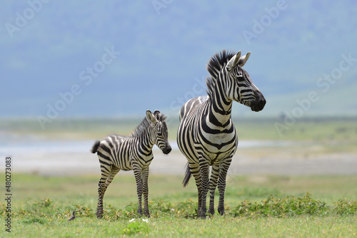Foto Zebra with foal
