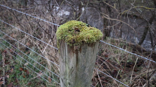 Thick moss growing on top of a fence post
