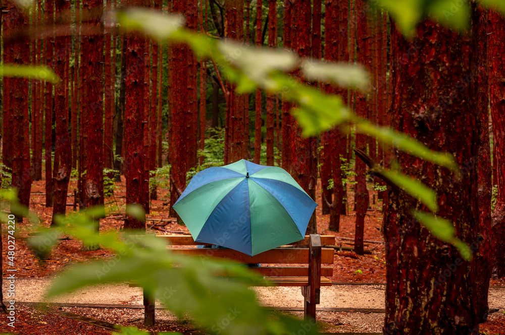 Umbrella in the Woods
