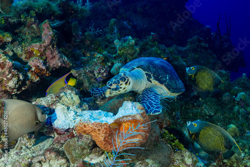 A hawksbill turtle munches on some delicious sponge while three french angelfish hang around waiting to see what debris they can salvage from the meal